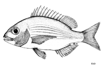 Image of Pterogymnus laniarius (Panga seabream)