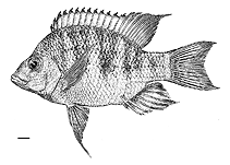 Image of Ptychochromis makira 