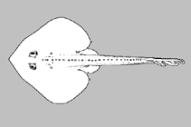 Image of Raja cervigoni (Finspot ray)
