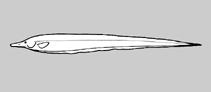 Image of Gymnorhamphichthys rosamariae (Sand knifefish)