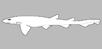 Image of Scyliorhinus comoroensis (Comoro cat shark)