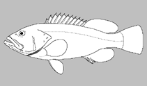 Image of Bullisichthys caribbaeus (Pugnose bass)