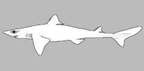 Image of Squalus margaretsmithae (Smith’s dogfish shark)