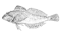 Image of Sigmistes caulias (Kelp sculpin)