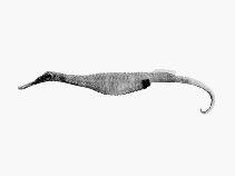 Image of Solegnathus spinosissimus (Spiny pipehorse)