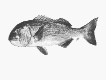 Image of Sparodon durbanensis (Musselcracker seabream)