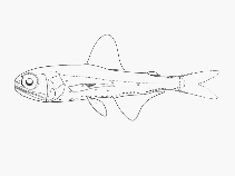 Image of Symbolophorus boops (Bogue lanternfish)