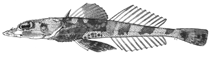 Image of Thysanophrys rarita (Somali flathead)