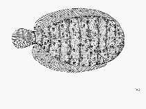 Image of Trinectes fluviatilis 