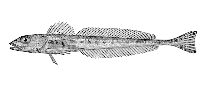 Image of Triglops macellus (Roughspine sculpin)