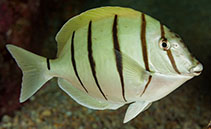 Image of Acanthurus triostegus (Convict surgeonfish)