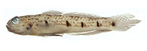 Image of Acentrogobius violarisi (Alotau goby)