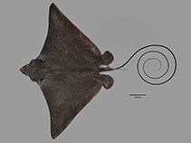 Image of Aetobatus narutobiei (Naru eagle ray)