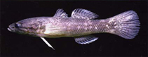 Image of Allomogurnda papua 