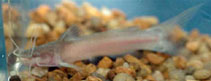 Image of Amblyceps mangois (Indian torrent catfish)