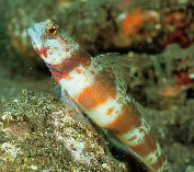 Image of Amblyeleotris periophthalma (Periophthalma prawn-goby)