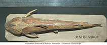 Image of Amphiarius rugispinis (Softhead sea catfish)