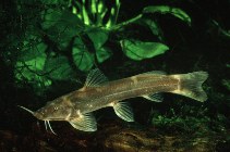 Image of Amphilius uranoscopus (Stargazer mountain catfish)