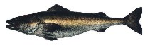 Image of Anoplopoma fimbria (Sablefish)