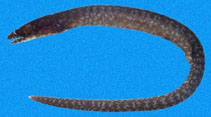 Image of Anarchias galapagensis (Hardtail moray)