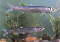 Image of Anabarilius grahami (Kanglang fish)