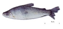 Image of Anostomoides laticeps 