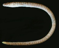 Image of Anarchias leucurus (Snyder\