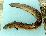 Image of Anguilla marmorata (Giant mottled eel)