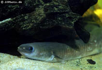 Image of Anguilla mossambica (African longfin eel)