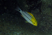 Image of Anisotremus virginicus (Porkfish)