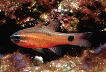 Image of Apogon dovii (Tailspot cardinalfish)