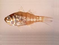 Image of Jaydia lineata (Indian perch)