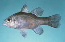 Image of Apogonichthyoides opercularis (Pearlycheek cardinalfish)