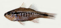 Image of Ostorhinchus pleuron (Rib-bar cardinalfish)