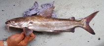 Image of Carlarius heudelotii (Smoothmouth sea catfish)