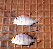 Image of Argyrops spinifer (King soldierbream)