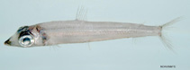 Image of Argentina striata (Striated argentine)