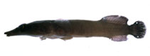 Image of Aspasmichthys ciconiae 