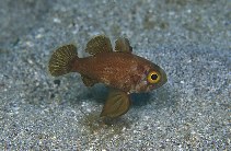 Image of Astrapogon puncticulatus (Blackfin cardinalfish)