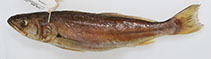 Image of Atractoscion macrolepis (Large scale lunate caudal fin croaker)