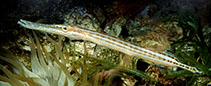Image of Aulostomus maculatus (Trumpetfish)