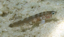 Image of Barbulifer ceuthoecus (Bearded goby)