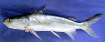 Image of Batrachocephalus mino (Beardless sea catfish)