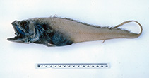 Image of Bathygadus spongiceps (Spongy rat tail)