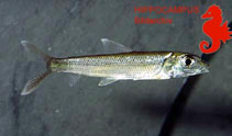 Image of Bivibranchia fowleri 