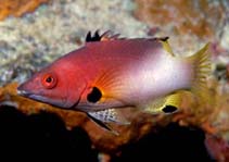 Image of Bodianus axillaris (Axilspot hogfish)