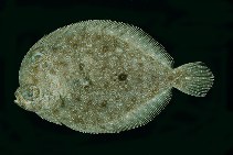 Image of Bothus myriaster (Indo-Pacific oval flounder)