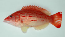 Image of Bodianus rubrisos (Red-sashed hogfish)