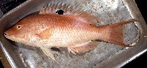 Image of Bodianus vulpinus (Western pigfish)