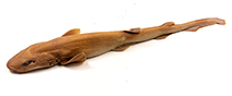 Image of Bythaelurus stewarti (Error Seamount Catshark)